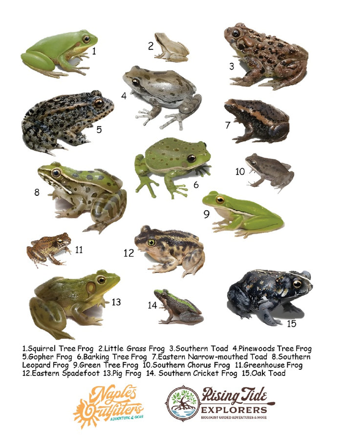 Frog Watch Performance Tee (PRE-ORDER ONLY!)