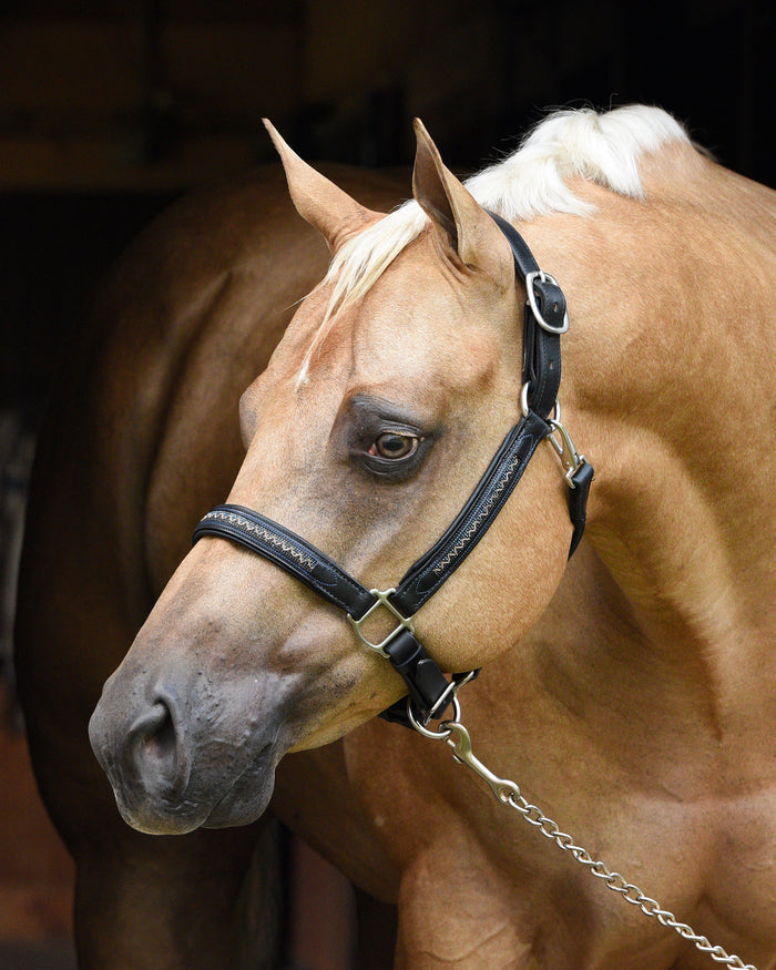 Perri's Leather Halters